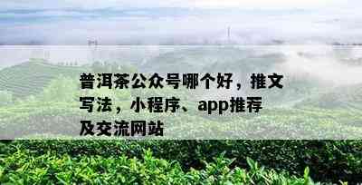 普洱茶公众号哪个好，推文写法，小程序、app推荐及交流网站