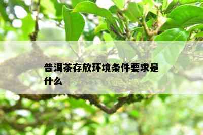 普洱茶存放环境条件要求是什么