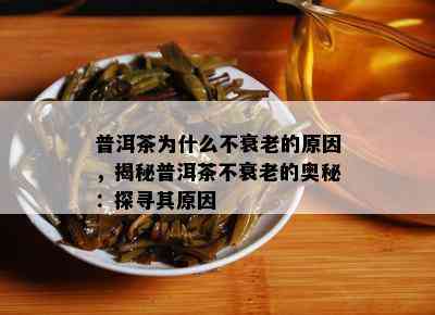 普洱茶为什么不衰老的原因，揭秘普洱茶不衰老的奥秘：探寻其原因