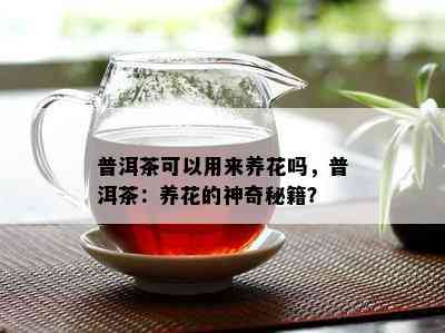 普洱茶可以用来养花吗，普洱茶：养花的神奇秘籍？