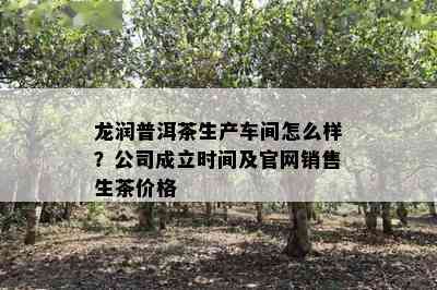 龙润普洱茶生产车间怎么样？公司成立时间及官网销售生茶价格