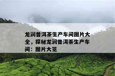 龙润普洱茶生产车间图片大全，探秘龙润普洱茶生产车间：图片大览