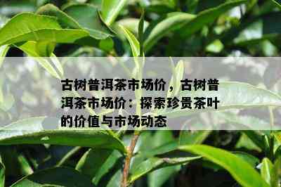 古树普洱茶市场价，古树普洱茶市场价：探索珍贵茶叶的价值与市场动态