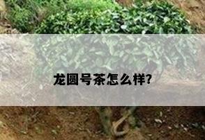 龙圆号茶怎么样？