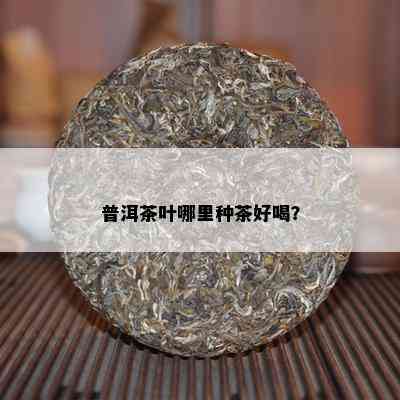 普洱茶叶哪里种茶好喝？