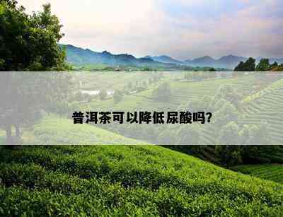 普洱茶可以降低尿酸吗？