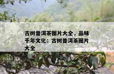 古树普洱茶图片大全，品味千年文化：古树普洱茶图片大全