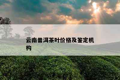 云南普洱茶叶价格及鉴定机构