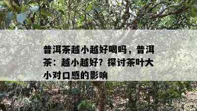 普洱茶越小越好喝吗，普洱茶：越小越好？探讨茶叶大小对口感的影响