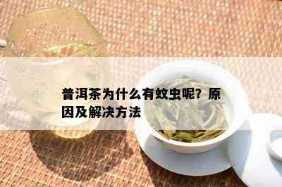 普洱茶为什么有蚊虫呢？原因及解决方法