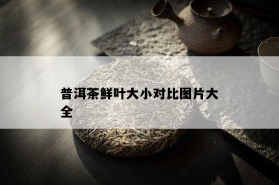 普洱茶鲜叶大小对比图片大全