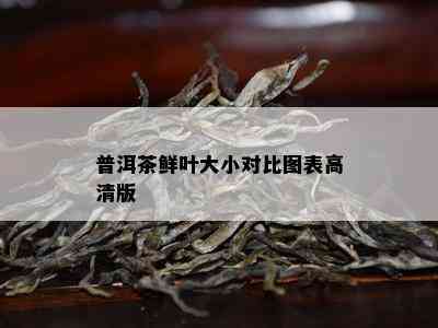 普洱茶鲜叶大小对比图表高清版