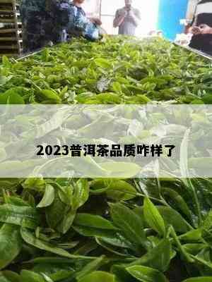 2023普洱茶品质咋样了