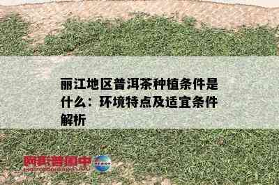 丽江地区普洱茶种植条件是什么：环境特点及适宜条件解析