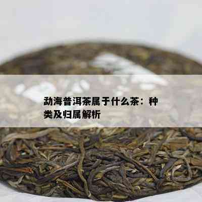 勐海普洱茶属于什么茶：种类及归属解析