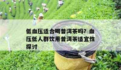 低血压适合喝普洱茶吗？血压低人群饮用普洱茶适宜性探讨