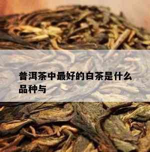 普洱茶中更好的白茶是什么品种与