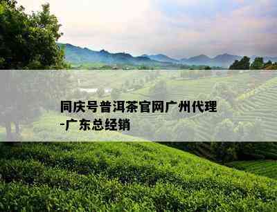 同庆号普洱茶官网广州代理-广东总经销