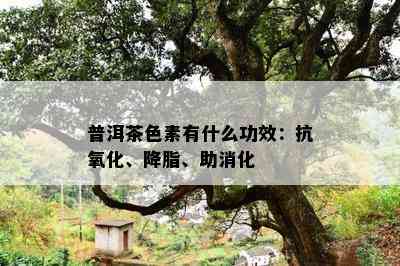 普洱茶色素有什么功效：抗氧化、降脂、助消化