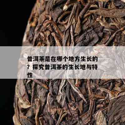 普洱茶是在哪个地方生长的？探究普洱茶的生长地与特性