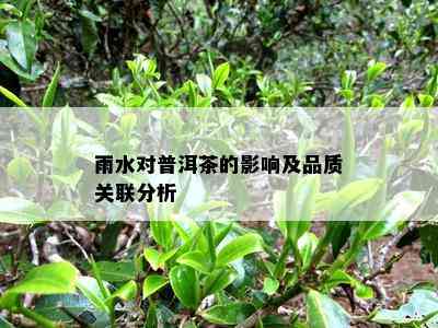 雨水对普洱茶的影响及品质关联分析