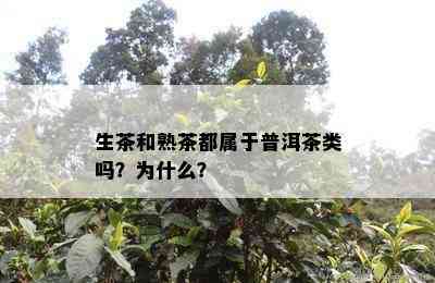 生茶和熟茶都属于普洱茶类吗？为什么？