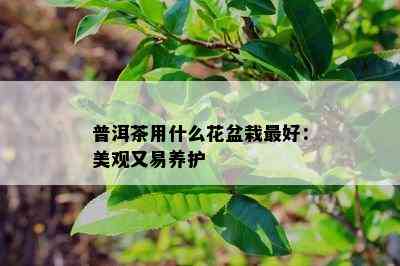 普洱茶用什么花盆栽更好：美观又易养护