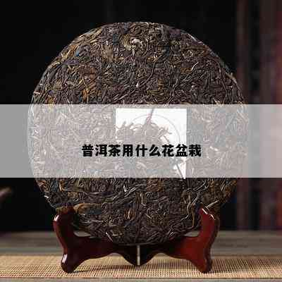 普洱茶用什么花盆栽