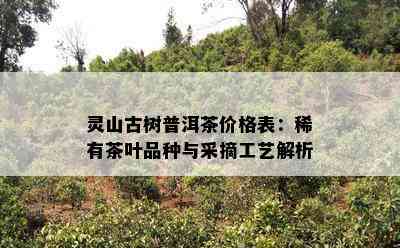 灵山古树普洱茶价格表：稀有茶叶品种与采摘工艺解析