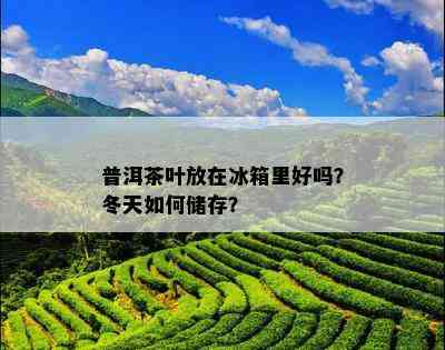 普洱茶叶放在冰箱里好吗？冬天如何储存？