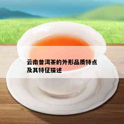 云南普洱茶的外形品质特点及其特征描述