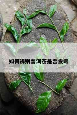 如何辨别普洱茶是否发霉