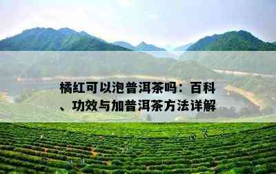 橘红可以泡普洱茶吗：百科、功效与加普洱茶方法详解