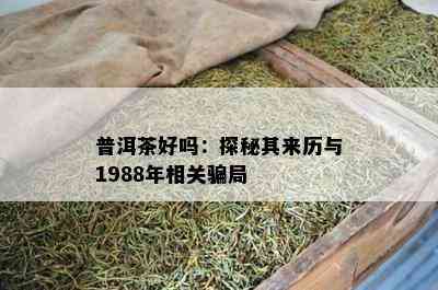 普洱茶好吗：探秘其来历与1988年相关骗局