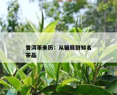 普洱茶来历：从骗局到知名茶品