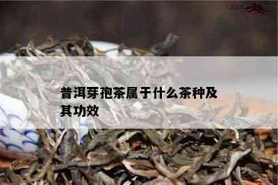 普洱芽孢茶属于什么茶种及其功效