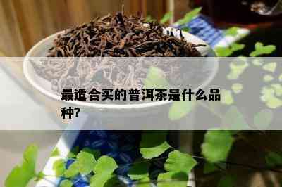 最适合买的普洱茶是什么品种？