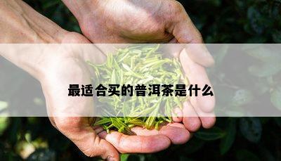 最适合买的普洱茶是什么