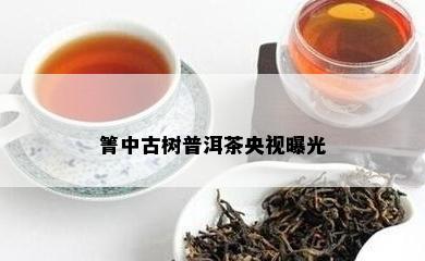 箐中古树普洱茶央视曝光