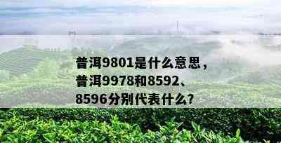 普洱9801是什么意思，普洱9978和8592、8596分别代表什么？