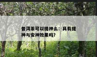 普洱茶可以提神么：具有提神与安神效果吗？