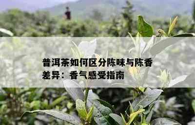 普洱茶如何区分陈味与陈香差异：香气感受指南