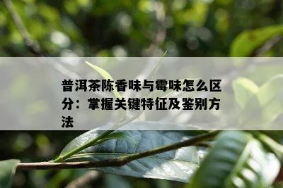 普洱茶陈香味与霉味怎么区分：掌握关键特征及鉴别方法