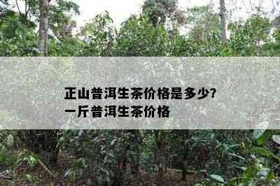 正山普洱生茶价格是多少？一斤普洱生茶价格