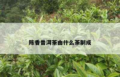 陈香普洱茶由什么茶制成