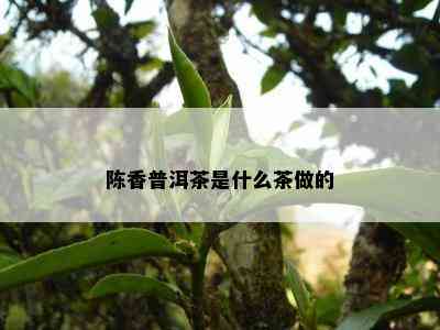 陈香普洱茶是什么茶做的