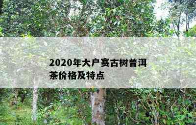 2020年大户赛古树普洱茶价格及特点