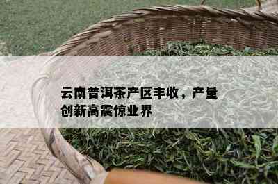 云南普洱茶产区丰收，产量创新高震惊业界