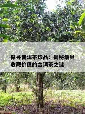 探寻普洱茶珍品：揭秘更具收藏价值的普洱茶之谜