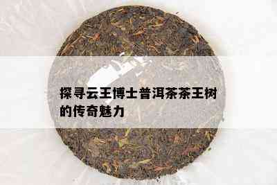 探寻云王博士普洱茶茶王树的传奇魅力